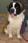 Bruno