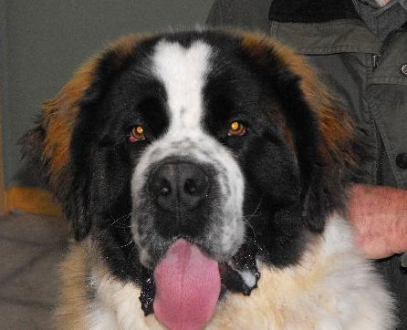 Bruno