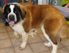 Bruno
