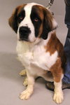 Bruno