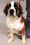 Bruno