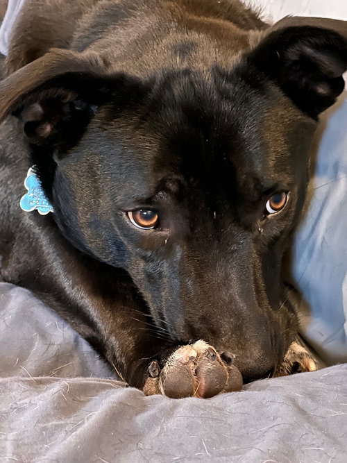 MOTO - Basset Hound / American Staffordshire Terrier available for adoption