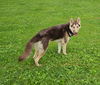 Briar