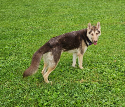 Briar