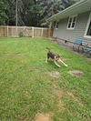 Briar