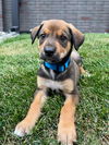 *Parker Vacation Foster Needed 8/3-8/9