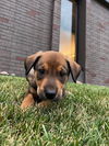 *Parker Vacation Foster Needed 8/3-8/9