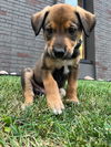 *Parker Vacation Foster Needed 8/3-8/9