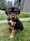 *Brooklyn Vacation Foster Needed 8/3-8/9