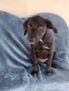 adoptable Dog in  named Lita