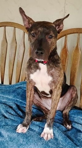 adoptable Dog in Minneapolis, MN named Wendi