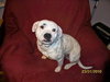 Bosley