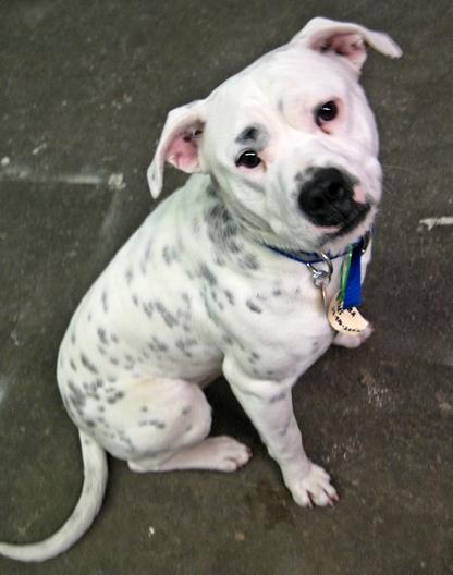 Bosley