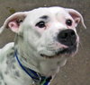 Bosley