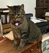 adoptable Cat in  named Maxy