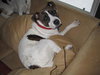 Petunia