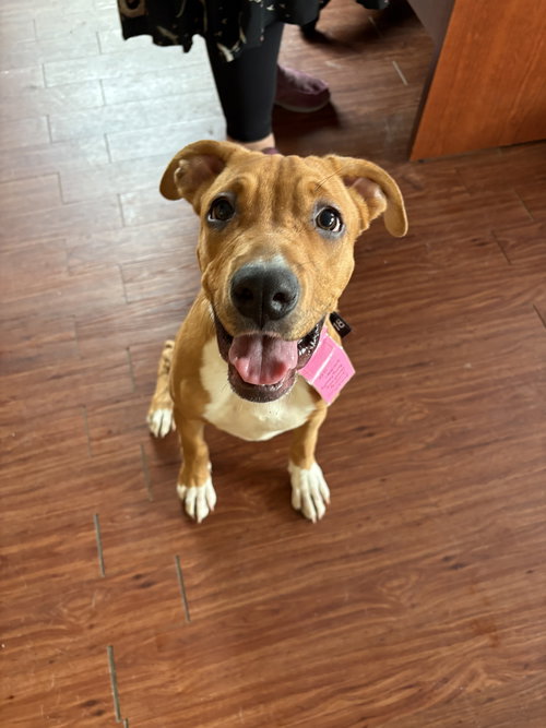JIMMY - Boxer available for adoption