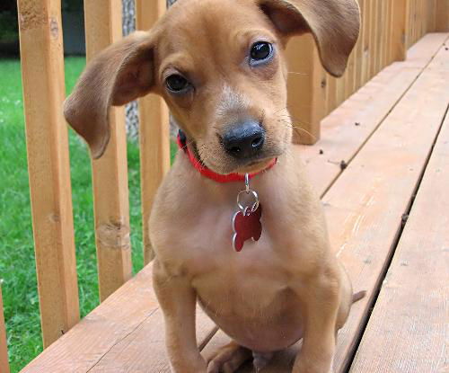 Peanut