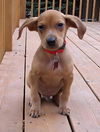 Peanut