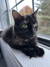 Lady Slippurr