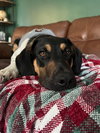Boone Vacation Foster Jan 10-16