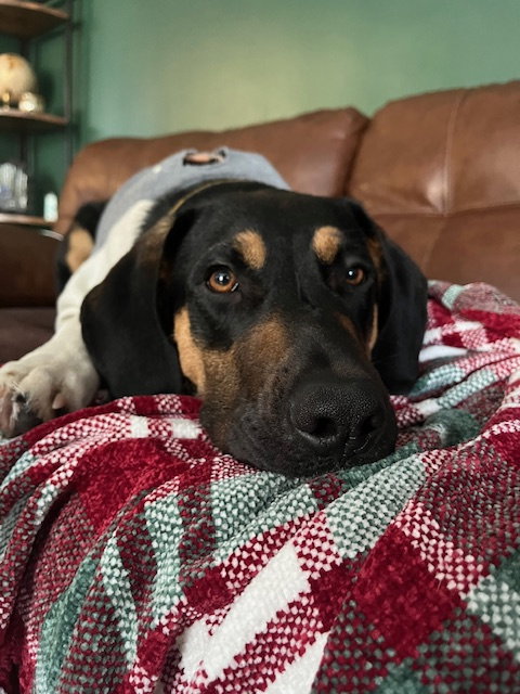 BOONE - Hound available for adoption
