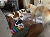 Watts