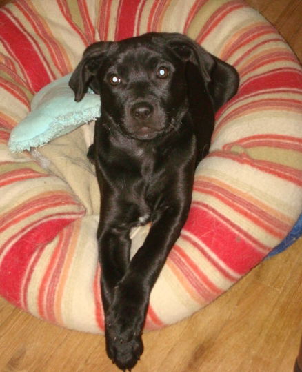 Zola
