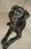Zola