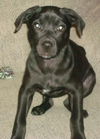Zola