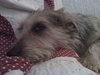 Dessie