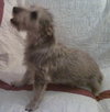 Dessie