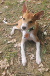 Edie
