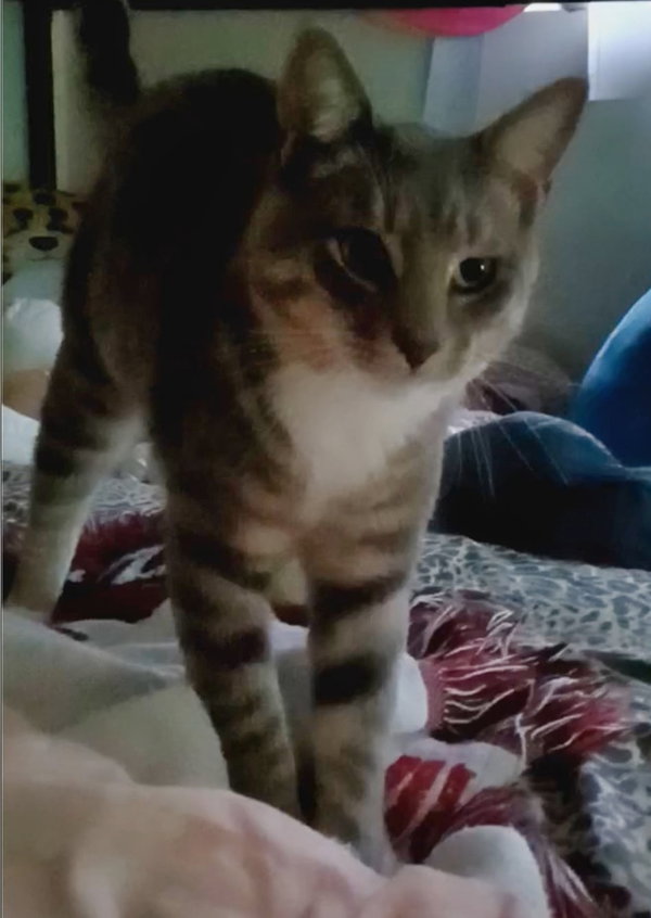 Romeow