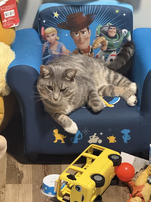 ROMEOW - Domestic Short Hair available for adoption