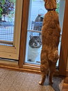 Bob(cat)