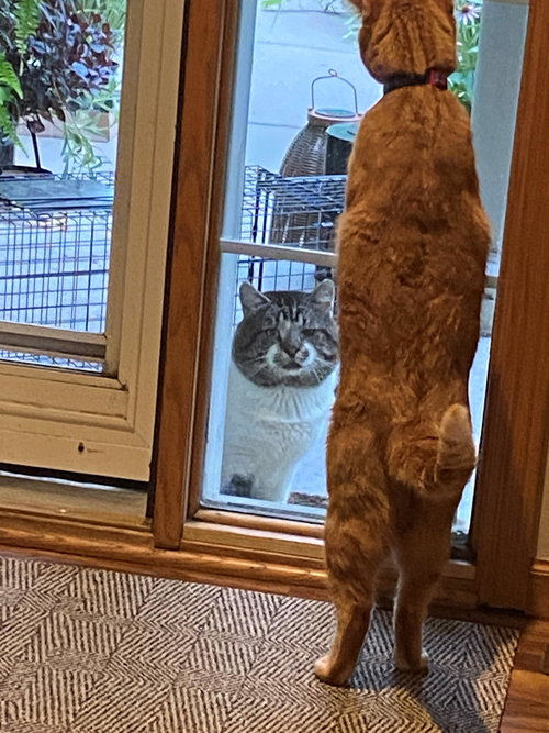 BOB(CAT) - Domestic Short Hair available for adoption