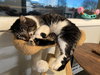 Bob(cat)