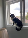 Bob(cat)
