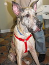 Chester