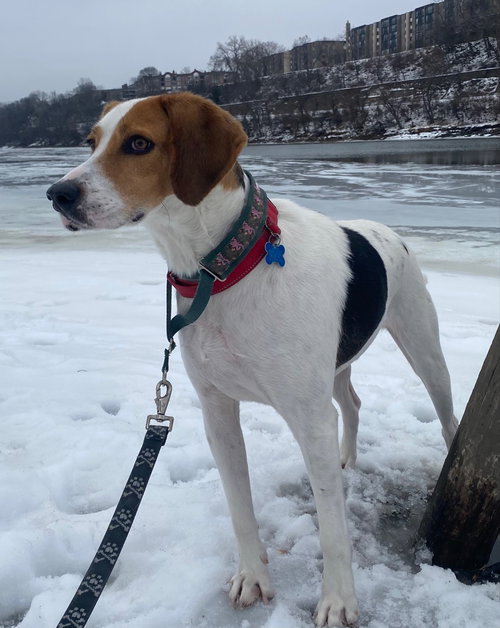 Buck — thumbnail 7