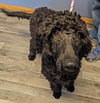 Hardy Vacation Foster Needed Dec 11-17