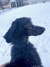 Hardy Vacation Foster Needed Dec 11-17