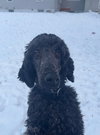 Hardy Vacation Foster Needed Dec 11-17