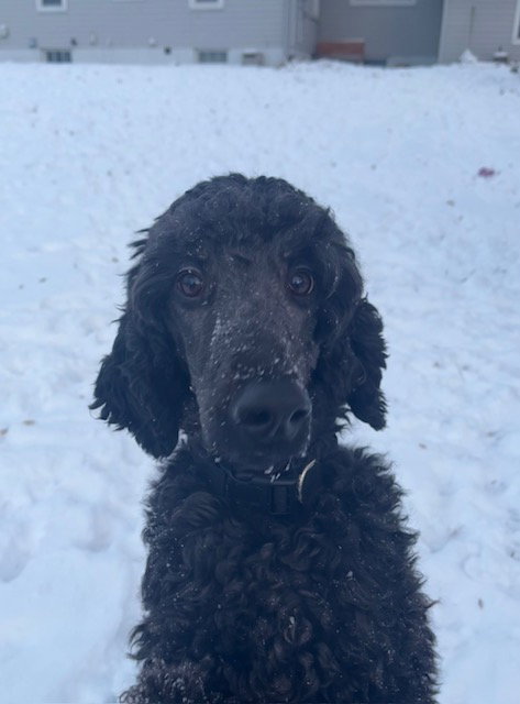 Hardy Vacation Foster Needed Dec 11-17