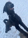 Hardy Vacation Foster Needed Dec 11-17