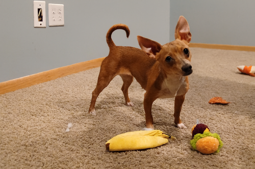Chickpea