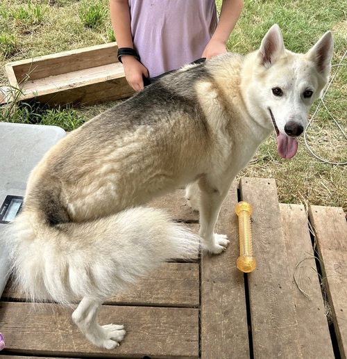 Koda