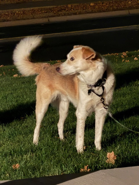 FINN - Smooth Collie / Siberian Husky available for adoption