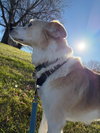 Finn